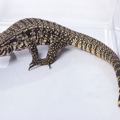 Tegus For Sale MorphMarket Europe